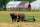 An Amish man harrowing a field in Ilinois.